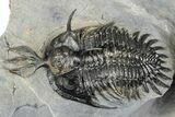 Triple Spiny Walliserops Trilobite Specimen - Timrzit, Morocco #354605-3